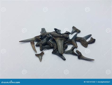 Black Shark Teeth or Bones on White Background Stock Photo - Image of ...