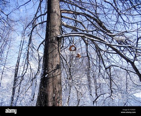 Bird house hanging from the tree Stock Photo - Alamy