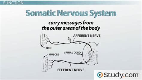 Somatic Nervous System | Parts, Function & Examples - Lesson | Study.com