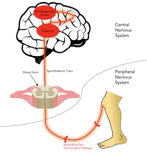 Pain Transmission Pathway – Opioid Peptides