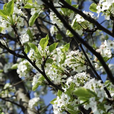 Cleveland Flowering Pear Tree - Bob Wells Nursery - U.S. Shipping