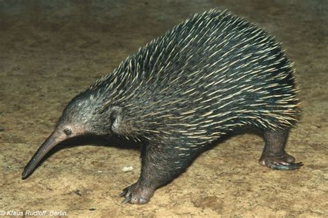 Western long beaked echidna - Alchetron, the free social encyclopedia