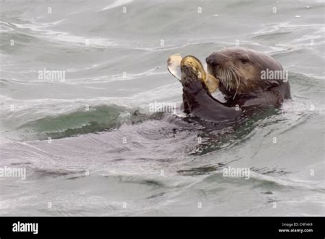 Sea otter eating hi-res stock photography and images - Alamy