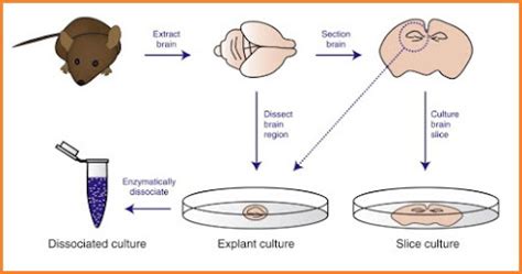 Cell Culture - Pharmanotes