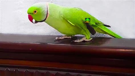 Mitthu Talking On Headboard Of Bed So Cute | Cute, Cute animals ...