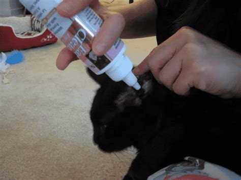 How to Clean and Administer Ear Medications in Dogs and Cats