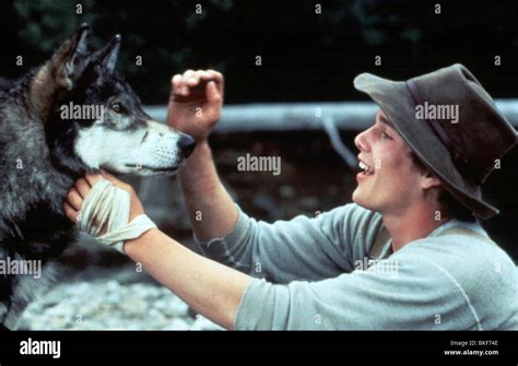 White fang movie hi-res stock photography and images - Alamy