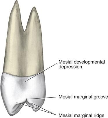 maxillary first premolar Flashcards | Quizlet