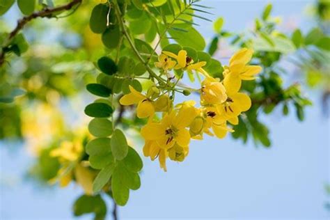 Cassia siamea has potential thrombolytic activity - Nexus Newsfeed