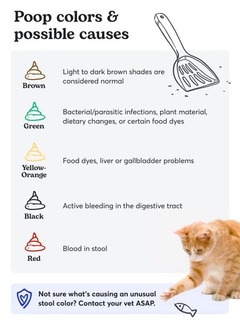 importance of cat poop color chart understanding felines color of - cat poop color chart learn ...