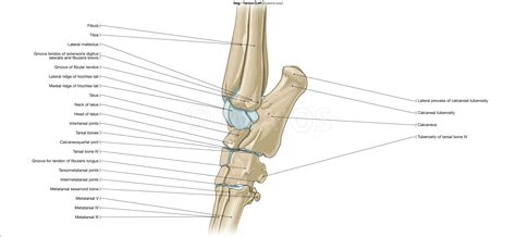 Image result for dog calcaneus Dog Anatomy, Animal Anatomy, Vet Tech ...