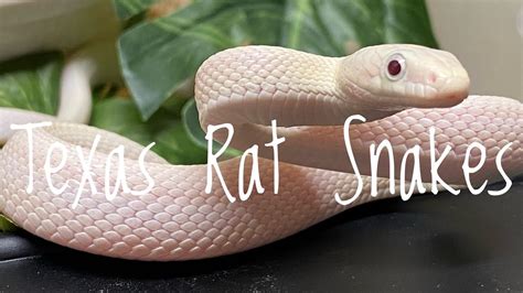 Species Spotlight- Texas Rat Snakes/ Western Rat Snakes...It’s ...