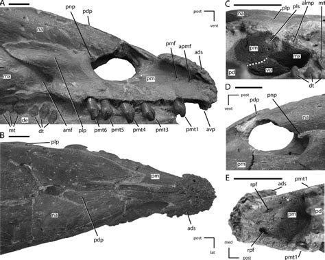 Premaxillae of NCSM 15728. (A) right premaxilla in lateral view; (B)... | Download Scientific ...