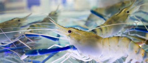 Prawn industry: Stop cutting eyes off live prawns | Animals Australia