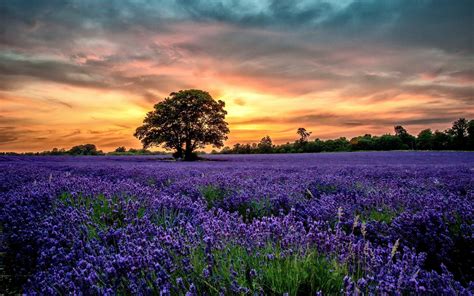 Lavender Field Sunset Wallpapers - Top Free Lavender Field Sunset Backgrounds - WallpaperAccess