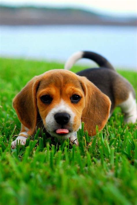 The traits we all adore about the Friendly Beagle Pups #beagleoftheday ...