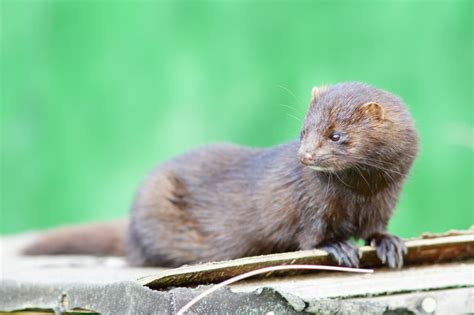 American Mink - Facts, Habitat, Pictures, Predators, Diet and Reproductioin