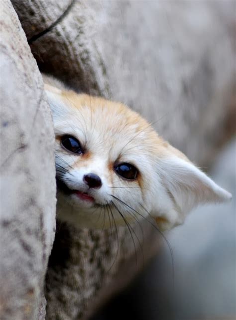 Mindblowing Planet Earth: Fennec Fox is the Most Cute Animal in the World