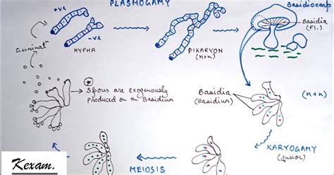 Sexual Reproduction in Fungi Diagram. (Plasmogamy / Karyogamy / Meiosis ...