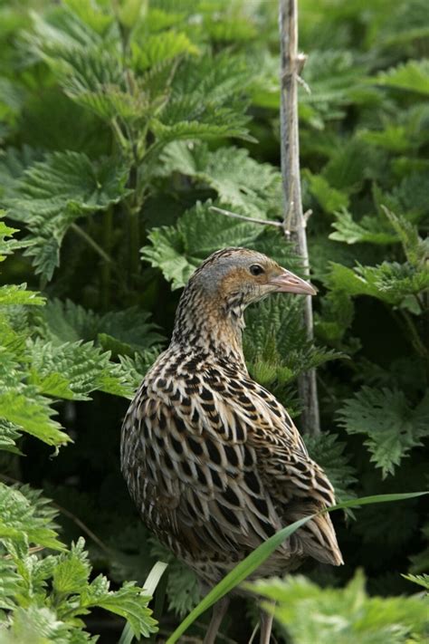 Holes in the map, part 3: Corncrake - Wild Haweswater