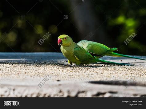 Pair Rose-Ringed Image & Photo (Free Trial) | Bigstock