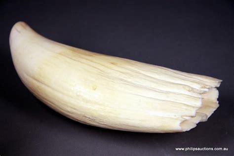 Orca Tooth: Length 19 cm - Natural History - Industry Science & Technology