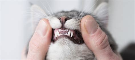 Cat Teeth Cleaning: Do or Don’t? |Litter-Robot