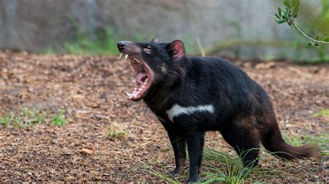 Tasmanian Devil | San Diego Zoo Animals & Plants