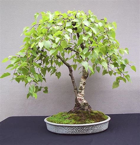 How to Care for a Bonsai Tree