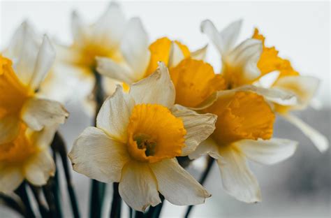 Bouquet of spring daffodils 1223823 Stock Photo at Vecteezy