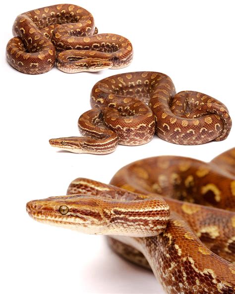 Paraguayan Rainbow Boa, Epicrates crassus, family... - Rhamphotheca