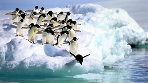 Adelie Penguins - Desktop Wallpaper