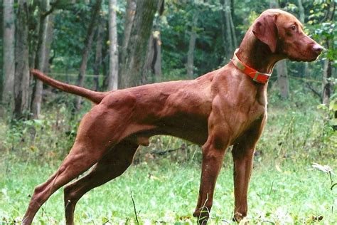 Vizsla Puppies For Sale | Como, TX #258162 | Petzlover