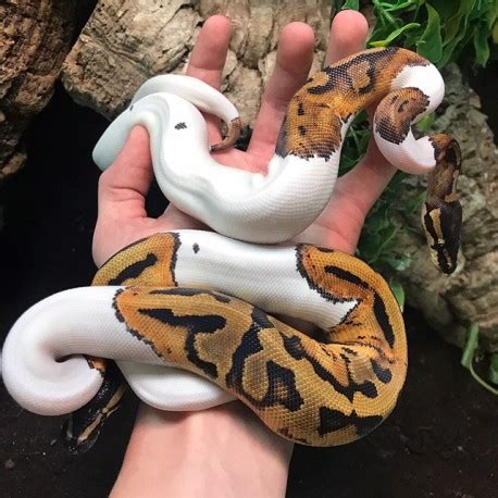 Piebald Ball Pythons (Python regius)