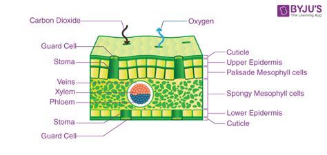 Draw Neat And Well Labelled Diagram Of Cross Section Of A Leaf ...