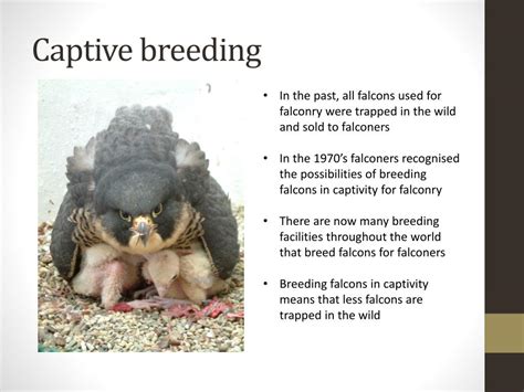 PPT - Falcon Conservation PowerPoint Presentation, free download - ID:1030890