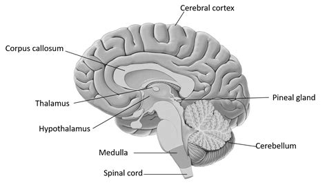 Draw the diagram of the human brain. Explain its functions.