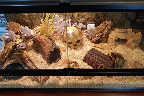 Western Hognose Snake Care Sheet (Complete Guide) - ReptileHow.com