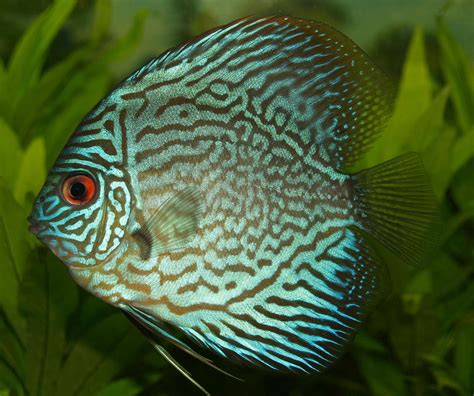 Discus fish | Care, Breeding, Habitat | Britannica