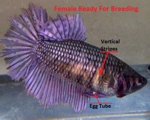 Breeding Betta Fish | My Hobby is My Business