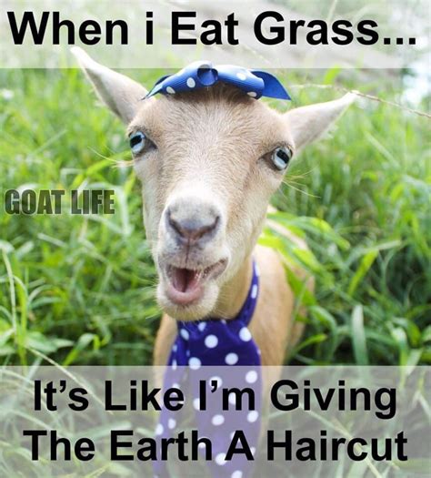 Goat Cheese Memes