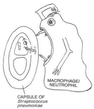 Bacterial Capsule: Structure,Importance and examples of capsulated ...