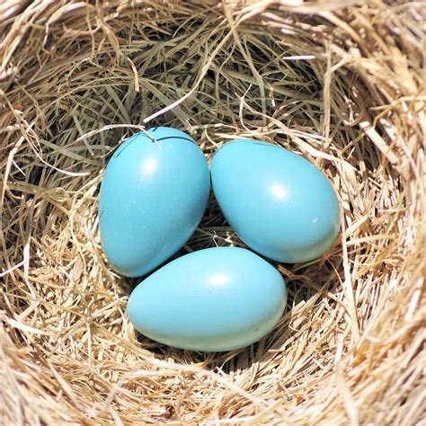 Robin Eggs - GardenBird