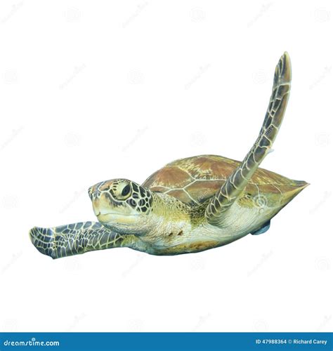 Sea turtle isolated stock photo. Image of fish, underwater - 47988364