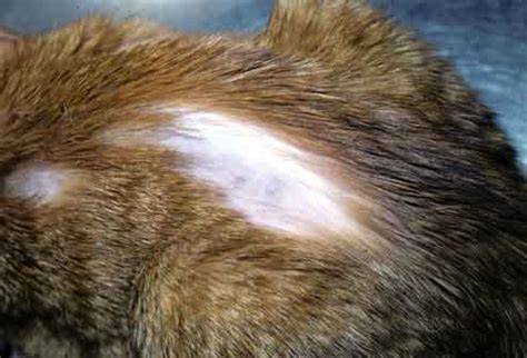 Cat Hair Loss Its Causes And Treatment