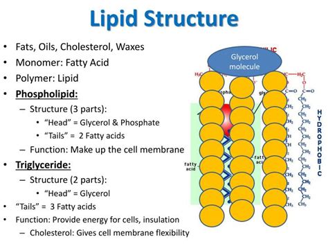 PPT - Lipids PowerPoint Presentation - ID:6638022