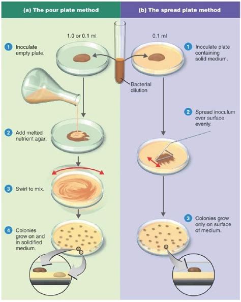 Measurements of microbial growth - Microbiology Notes