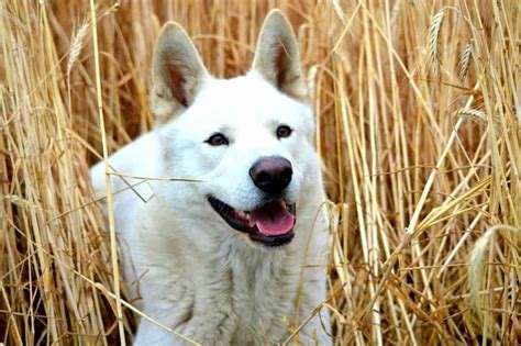 39+ Akita Mix Breeds: A Pet Parent Guide