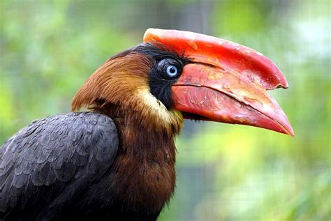 Kalaw (Philippine hornbill) : r/Philippines