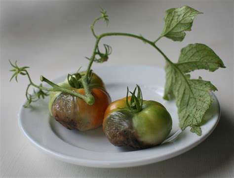 Tomato Blight: Organic Treatment for Early and Late Blight